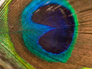 photography of peacock feather