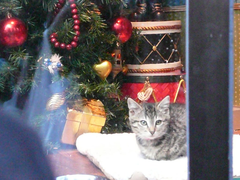 Macy's windows, SF SPCA exhibit