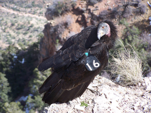 California Condor