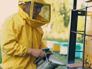 Young beekeeper man smoking bees away from beehive in apiary on sunny day