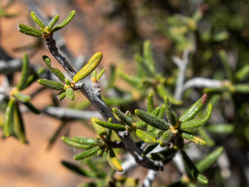 Cercocarpus ledifolius var. intricatus, commonly known as little-leaf mountain mahogany, is a native shrub found in the Southwestern United States, particularly in dry habitats such as deserts, rocky places, and mountain slopes. This thickly branched shrub grows between 1 and 3 meters tall, with short, gray twigs and tiny evergreen leaves that are leathery in texture. The leaves are about a centimeter long or less. The plant produces small, yellowish flowers and feathery seed plumes. It is well-adapted to arid conditions and is often used in xeriscaping.