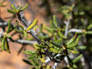 Cercocarpus ledifolius var. intricatus, commonly known as little-leaf mountain mahogany, is a native shrub found in the Southwestern United States, particularly in dry habitats such as deserts, rocky places, and mountain slopes. This thickly branched shrub grows between 1 and 3 meters tall, with short, gray twigs and tiny evergreen leaves that are leathery in texture. The leaves are about a centimeter long or less. The plant produces small, yellowish flowers and feathery seed plumes. It is well-adapted to arid conditions and is often used in xeriscaping.