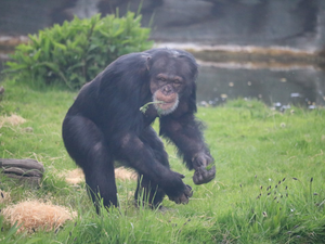 Chimpanzee