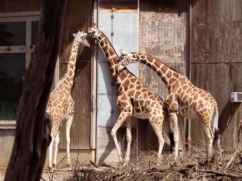 Giraffes at SF Zoo