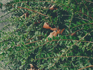 a bat hanging upside down on a tree branch