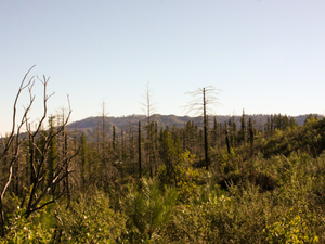 Forest landscape with burnt trees and green undergrowth