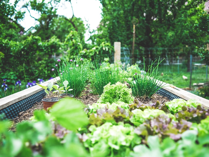 Urban Gardening in raised bed – herbs and salad breeding upbringing. Self supply & self-sufficiency.