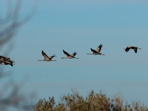 A flock of common cranes soars through a clear blue sky, their long wings outstretched and necks extended in unison. The cranes appear to be migrating.