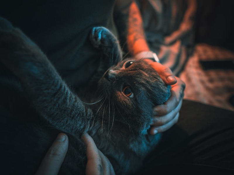 Love cats