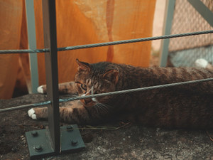 a cat that is laying down on the ground
