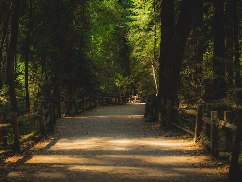 gray pathway in between green trees during daytime