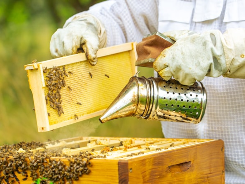 Beekeeper cleaning a honeycomb full of bees, professional beekeeper in protective workwear inspecting honeycomb frame at apiary