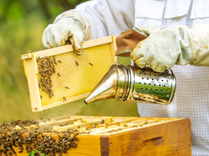 Beekeeper cleaning a honeycomb full of bees, professional beekeeper in protective workwear inspecting honeycomb frame at apiary