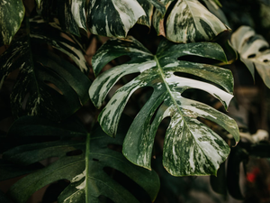 Monstera delicioso albo