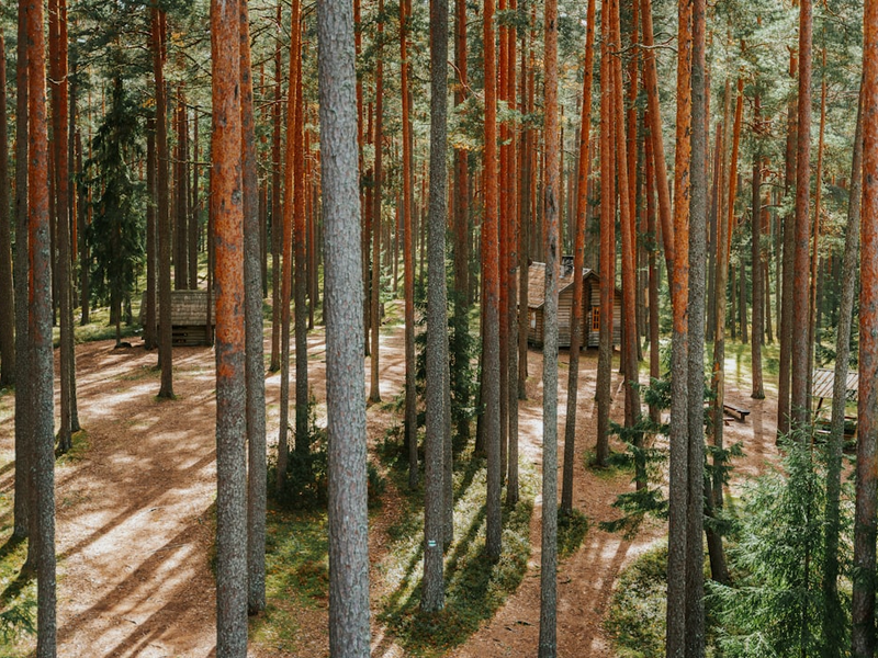 a path through a forest with lots of tall trees