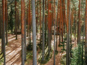 a path through a forest with lots of tall trees
