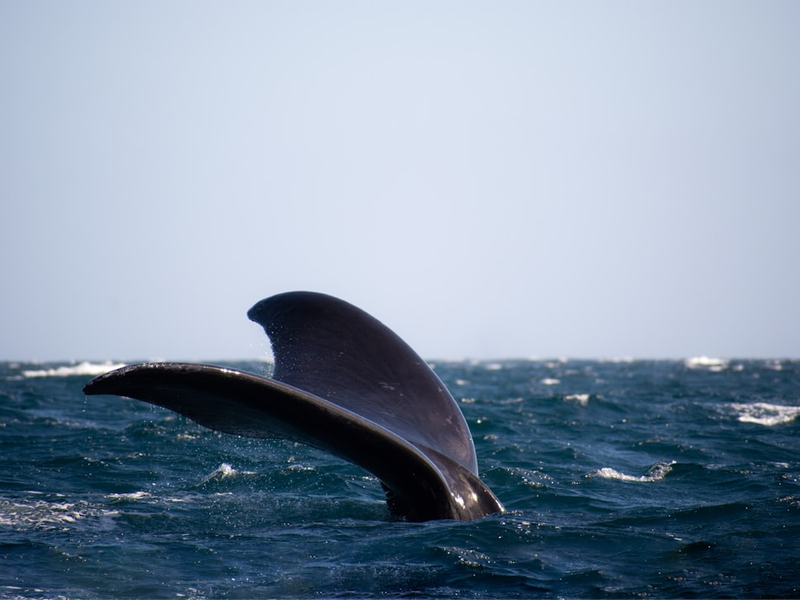 a whale is jumping out of the water