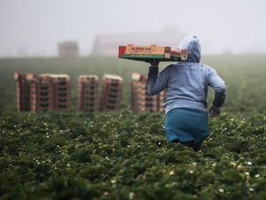 Strawberry Picking // Field workers in California are almost exclusively immigrants who work at back-breaking labor to support themselves and their families. Remember them with gratitude the next time you're buying produce.