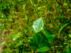 White powdery mildew covers a green leaf.