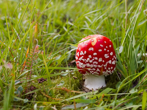 Amanita Mushroom in the Forest