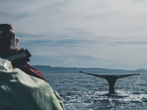 photo of black whale in ocean during daytime