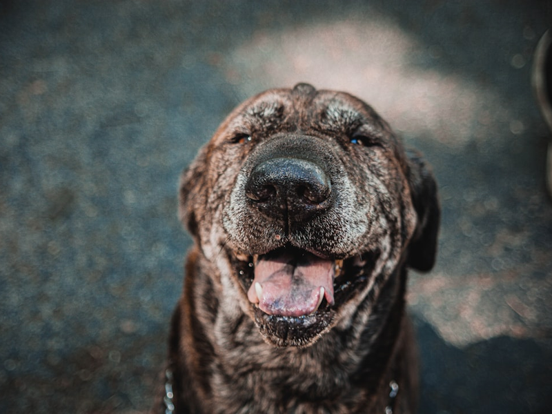 Tyson the Brindle  Update: RIP May 2021 ❤️