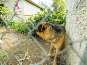 a dog is looking through a fence at something