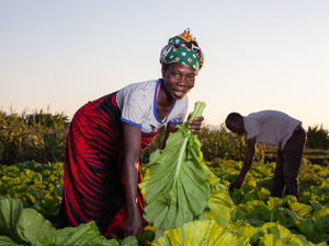 woman harvesting vegetables
