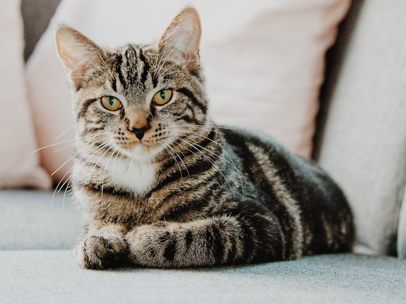 selective focus photo of gray tabby cat