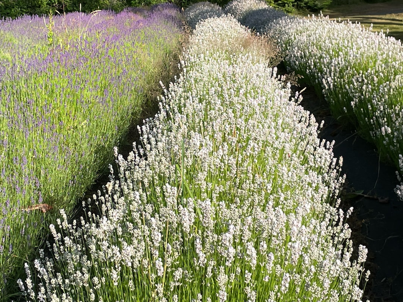 purple and white flower field during daytime