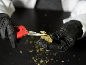 if you want, credit us by linking back to our website www.crystalweed.it | our instagram: @crystalweed_official