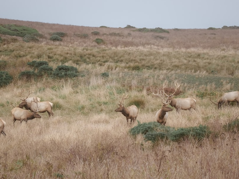 Tule Elk, an endemic subspecies of elk native to California. Once thought extinct due to overhunting, these elk are derived from a small remnant herd discovered in 1874 by conservation minded rancher Henry Miller who preserved the last herd.  There are now an estimated 5,700 elk in 22 herds across California and around 400 living in Tomales Point, at the tip of the Point Reyes Peninsula.