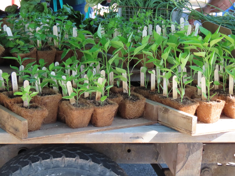 Plant seedlings for sale at the farmer's market in Pocatello, Idaho.