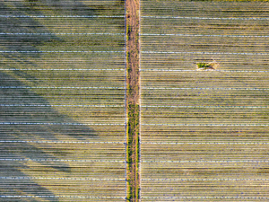 This aerial photograph displays a neatly arranged agricultural landscape where rows of crops are covered with protective white textiles, creating a striking pattern of green and white lines across the farmland. These covers are used to enhance growth by protecting plants from harsh weather and pests. The image highlights the blend of traditional farming and modern agricultural practices, emphasizing precision and sustainability in crop cultivation.