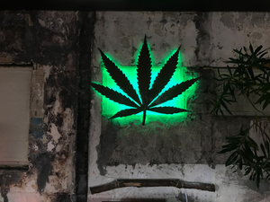 green plant on brown concrete wall