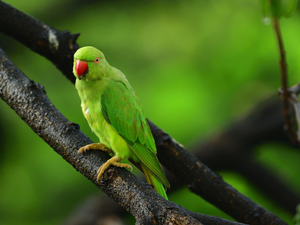 Parrot