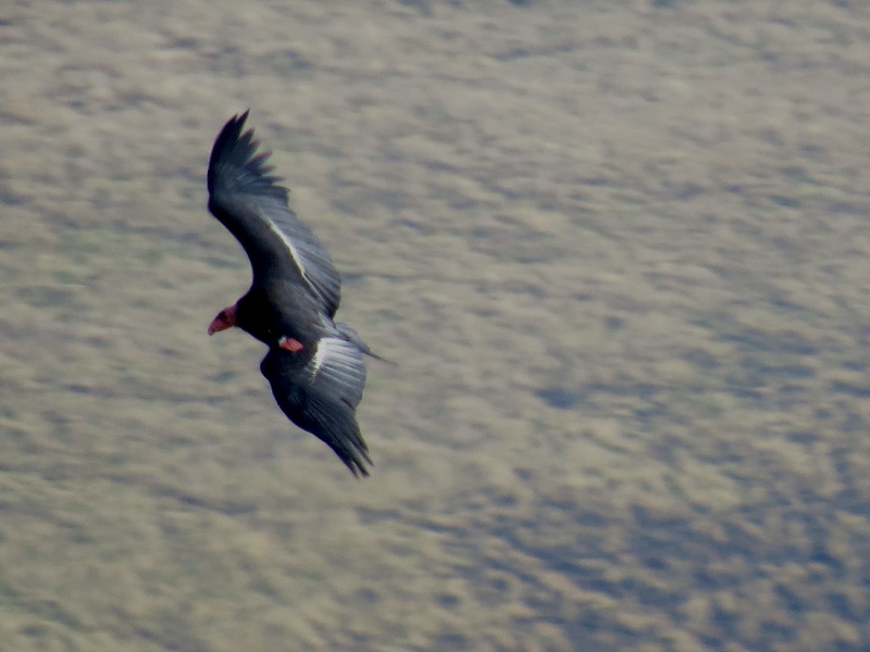 California condor #20 (AC-4) flies free above Bitter Creek National Wildlife Refuge on December 29, 2015. Photo by Beatrix Schwarz