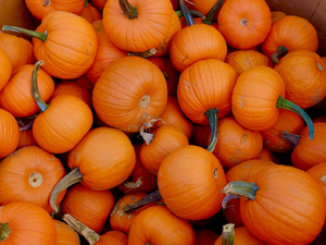 orange pumpkins on black metal rack
