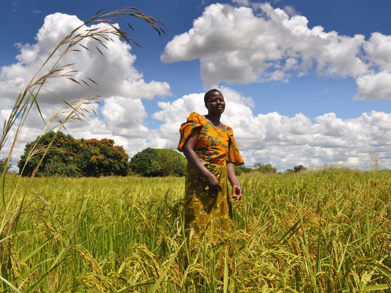 4. Sustainable food for all