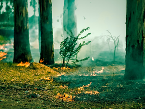a fire hydrant in the middle of a forest