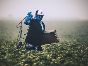 Strawberry Picking // Field workers in California are almost exclusively immigrants who work at back-breaking labor to support themselves and their families. Remember them with gratitude the next time you're buying produce. 