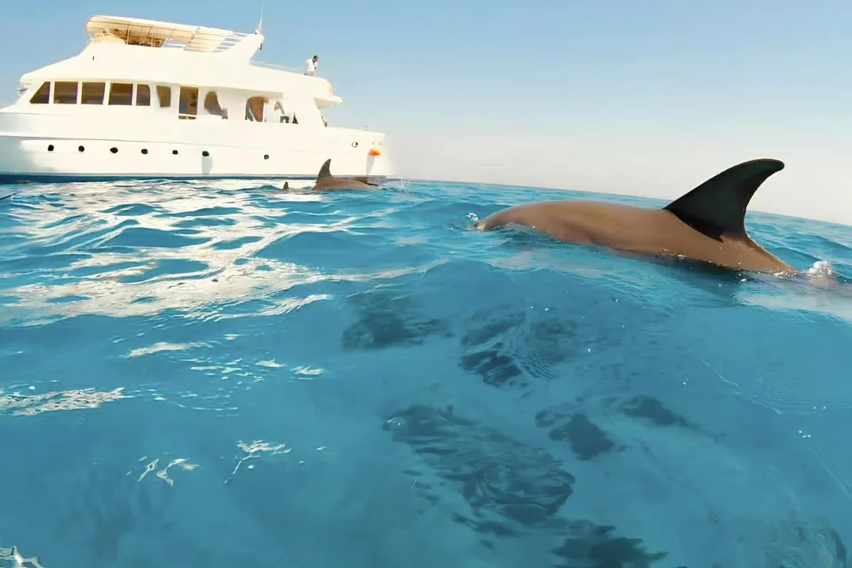 Dolphin House Snorkeling Boat Trip Hurghada 4