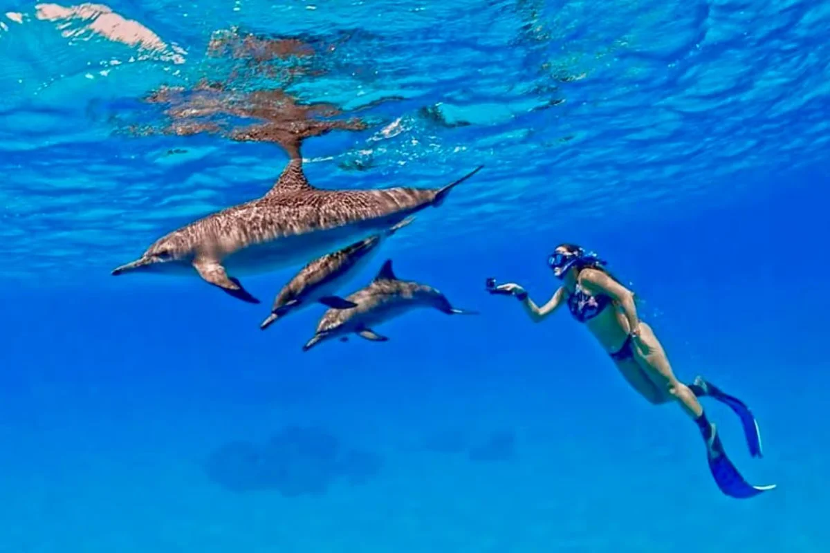 Dolphin House Snorkeling Boat Trip Hurghada 3