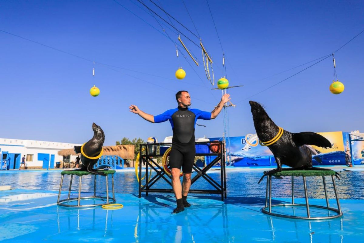 Dolphin Show and Park Adventure Sharm El Sheikh