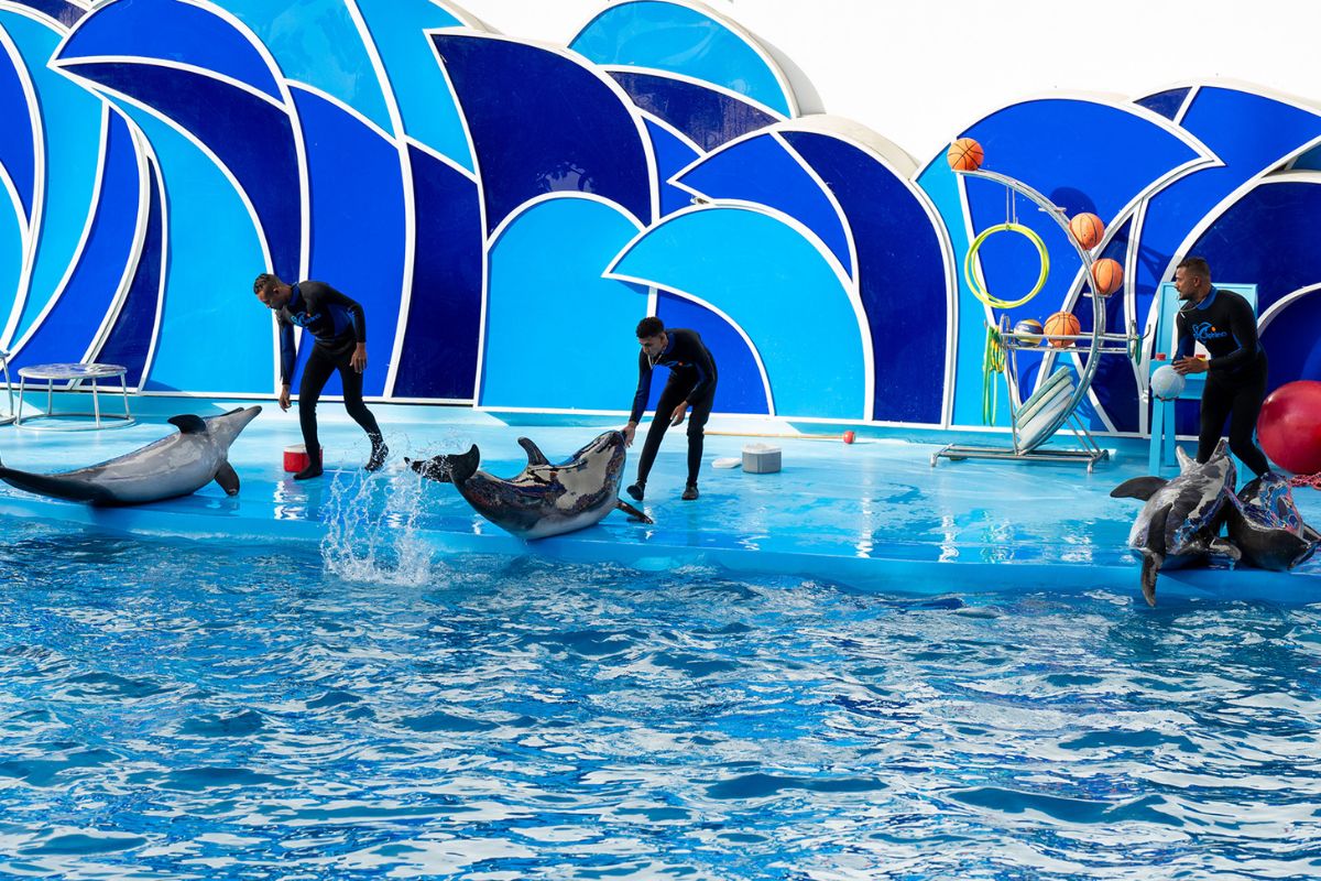 Dolphin Show and Park Adventure Sharm El Sheikh 3