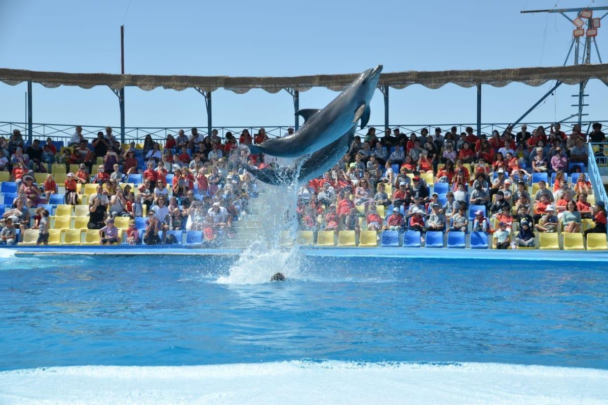 Dolphin Show and Park Adventure Sharm El Sheikh 4