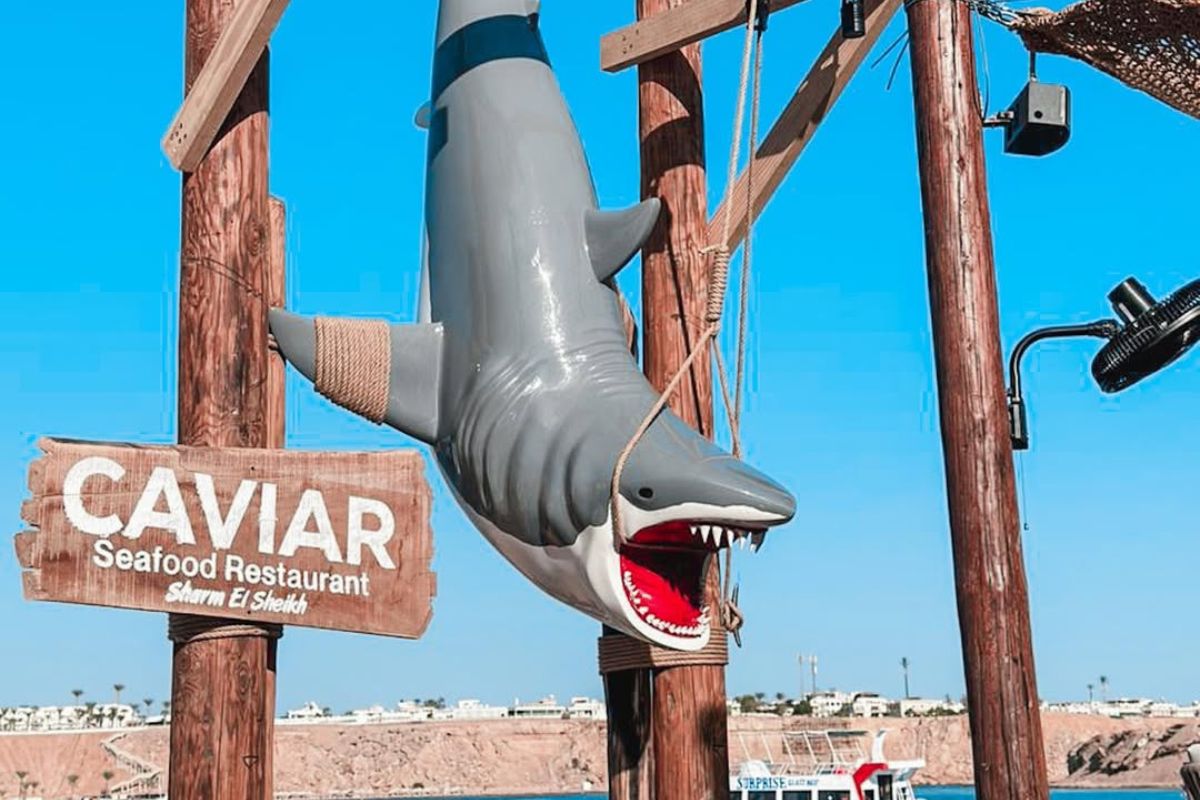 Marlin and Caviar Beach Party Sharm El Sheikh 4