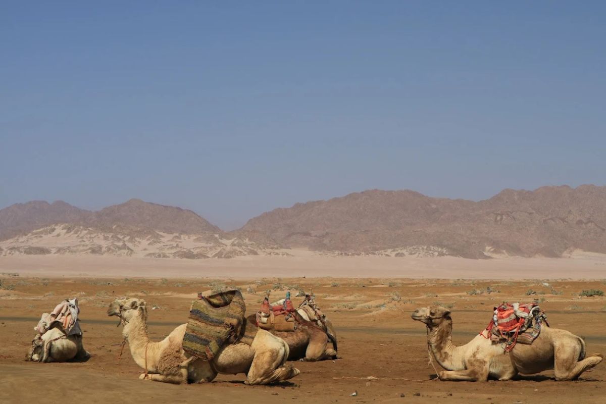 Nabq National Park 4