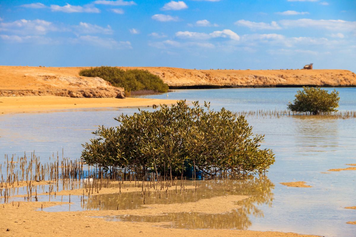 Ras Mohamed National Park Excursion by Bus Sharm El Sheikh 5