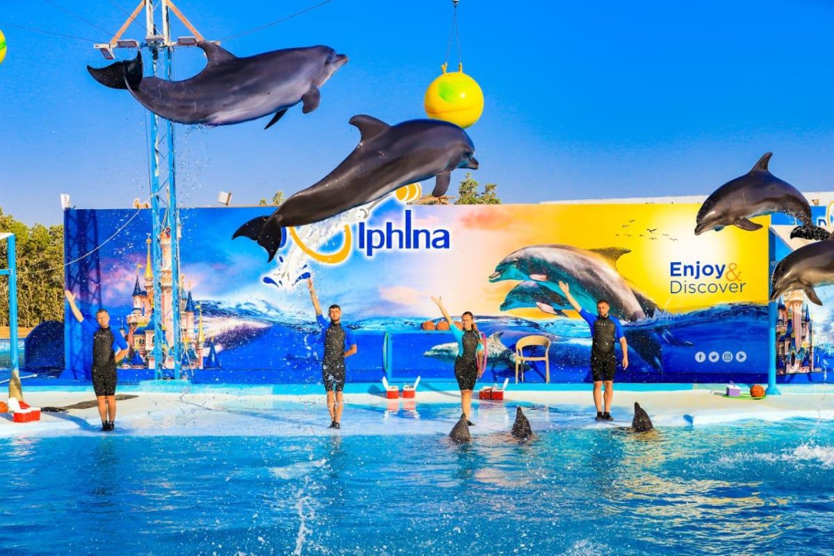 Swimming with Dolphins Adventure in Sharm El Sheikh 3